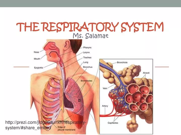 the respiratory system