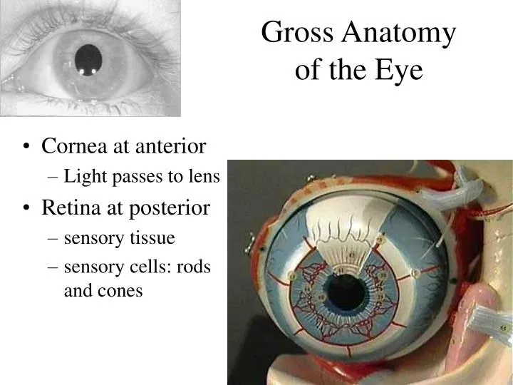 gross anatomy of the eye