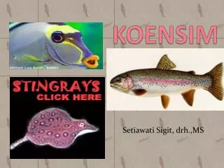 koensim