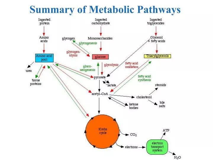 summary of metabolic pathways