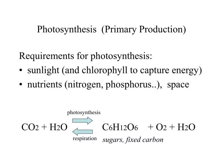 photosynthesis primary production