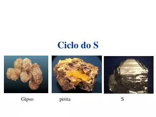 ciclo do s