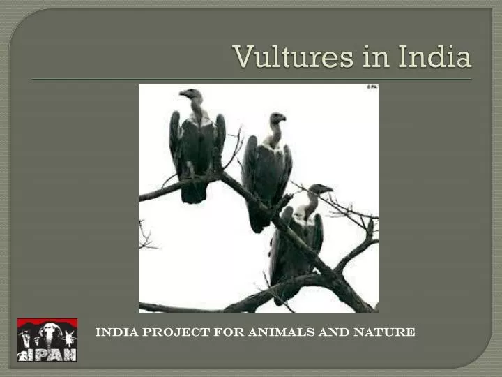 vultures in india