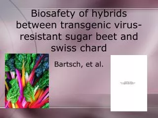 Biosafety of hybrids between transgenic virus-resistant sugar beet and swiss chard