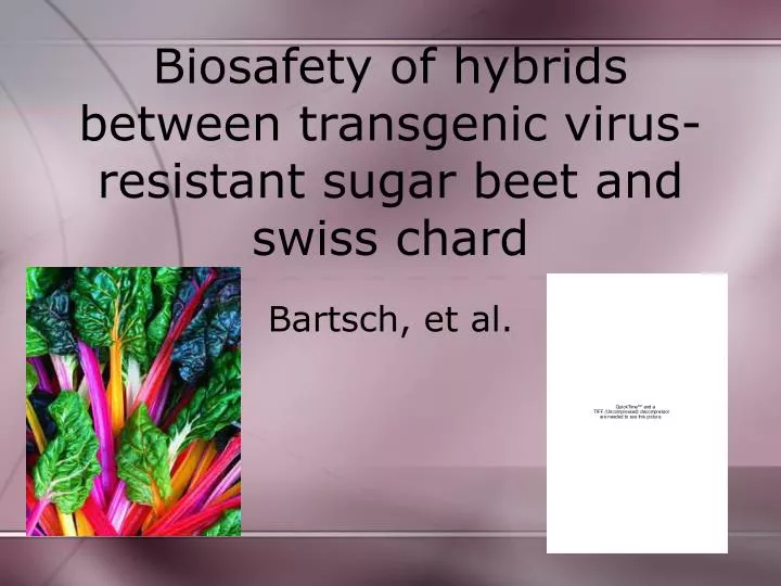 biosafety of hybrids between transgenic virus resistant sugar beet and swiss chard