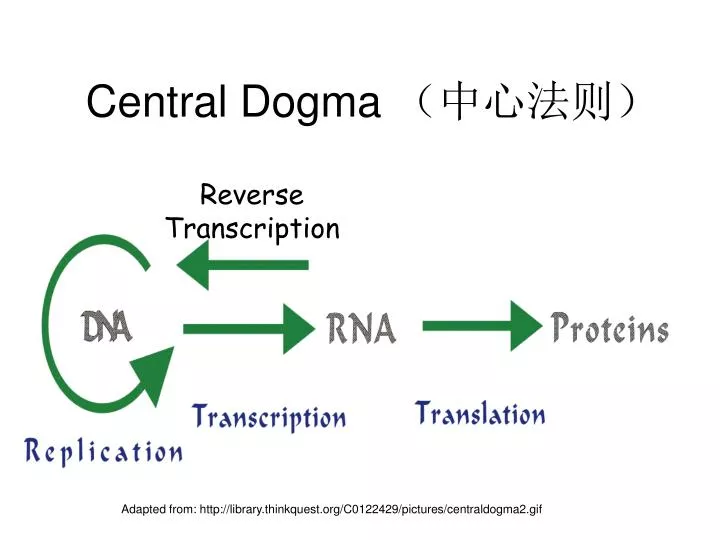 central dogma