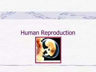 human reproduction