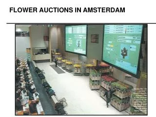 FLOWER AUCTIONS IN AMSTERDAM