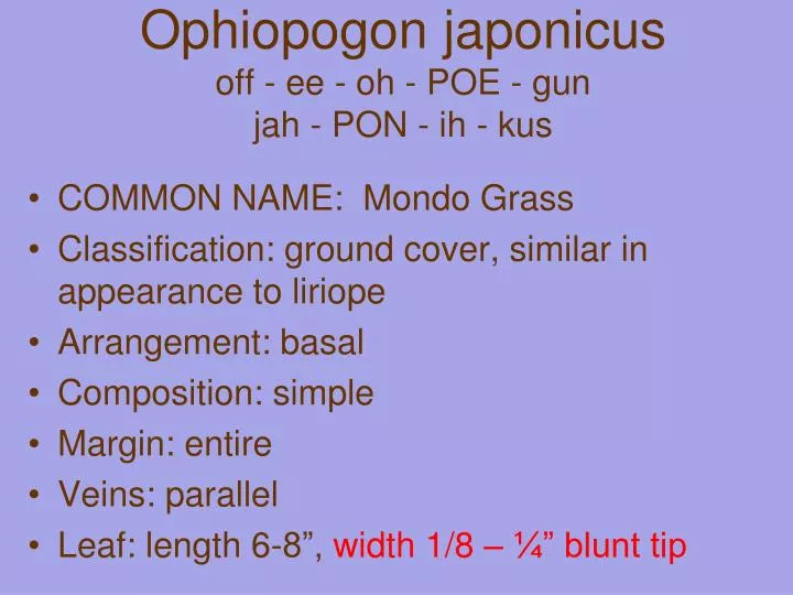 ophiopogon japonicus off ee oh poe gun jah pon ih kus