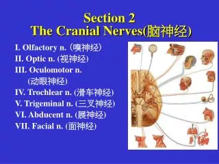 Section 2 The Cranial Nerves( ??? )