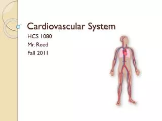 Cardiovascular System