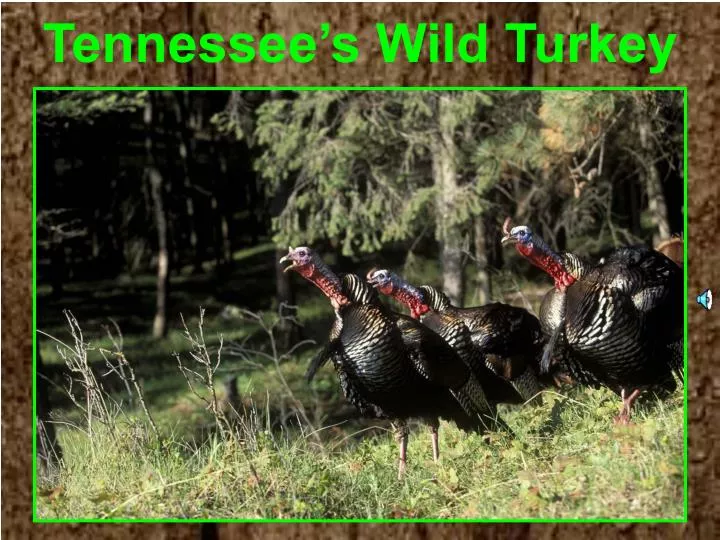 tennessee s wild turkey
