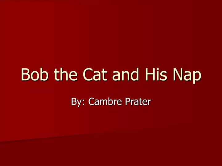 bob the cat and his nap