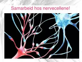 samarbeid hos nervecellene