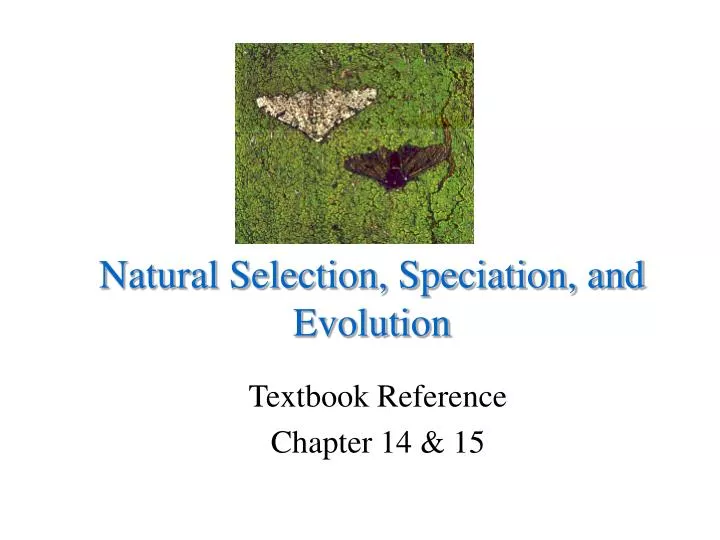 natural selection speciation and evolution