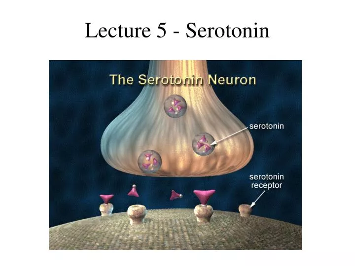 lecture 5 serotonin