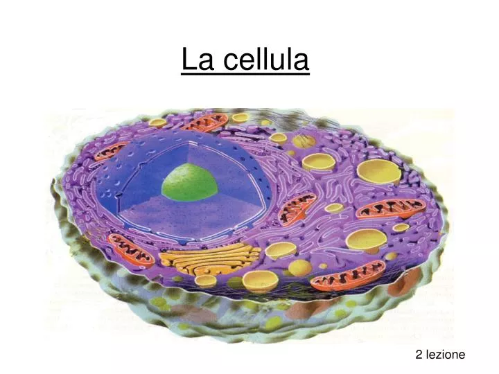 la cellula