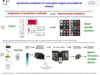 Systematic prediction of novel gene targets associated to mitosis: