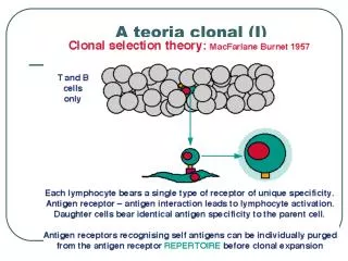 a teoria clonal i