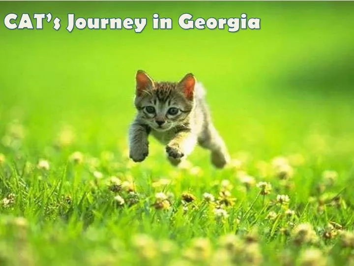 cat s journey in georgia
