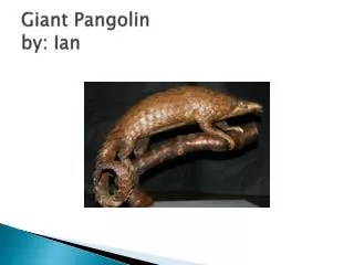 Giant Pangolin by: Ian