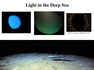 Light in the Deep Sea