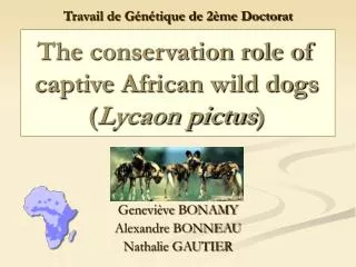 the conservation role of captive african wild dogs lycaon pictus