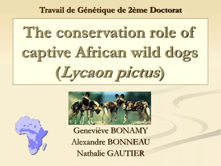 the conservation role of captive african wild dogs lycaon pictus