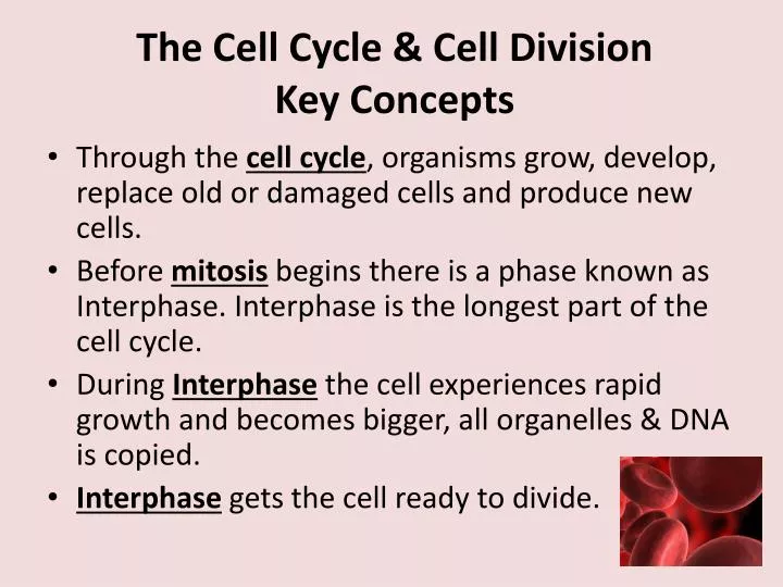 the cell cycle cell division key concepts