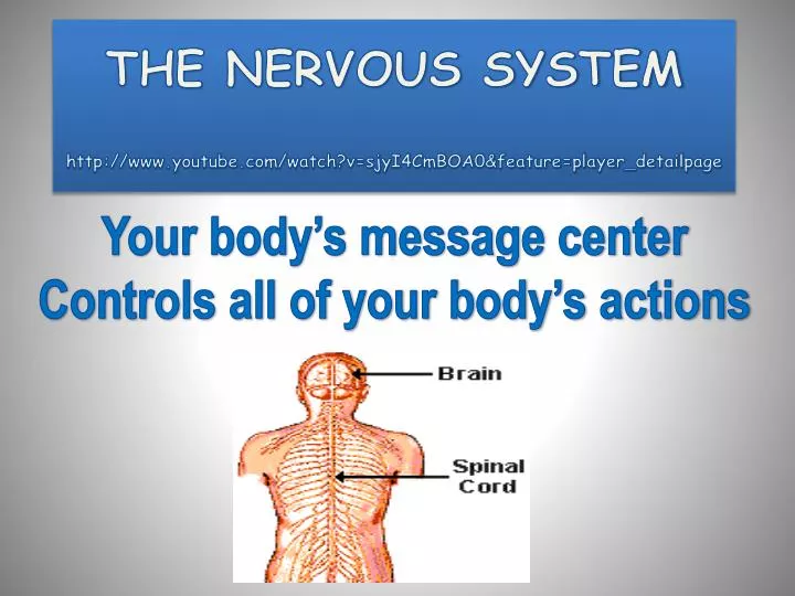 the nervous system http www youtube com watch v sjyi4cmboa0 feature player detailpage