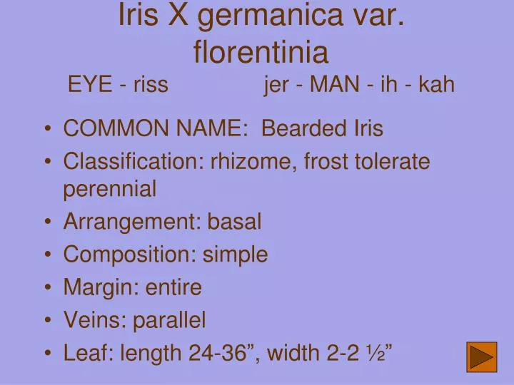iris x germanica var florentinia eye riss jer man ih kah