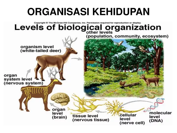 organisasi kehidupan