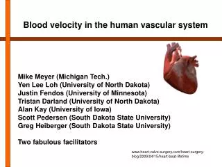 Blood velocity in the human vascular system