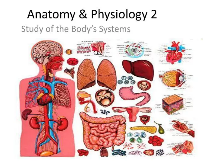 anatomy physiology 2
