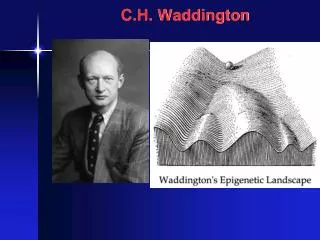 c h waddington