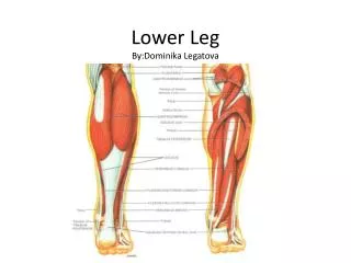 Lower Leg By:Dominika Legatova