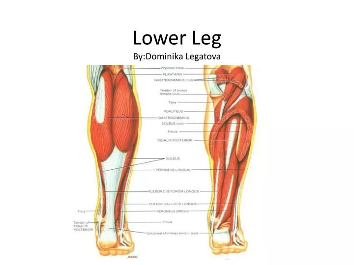 lower leg by dominika legatova