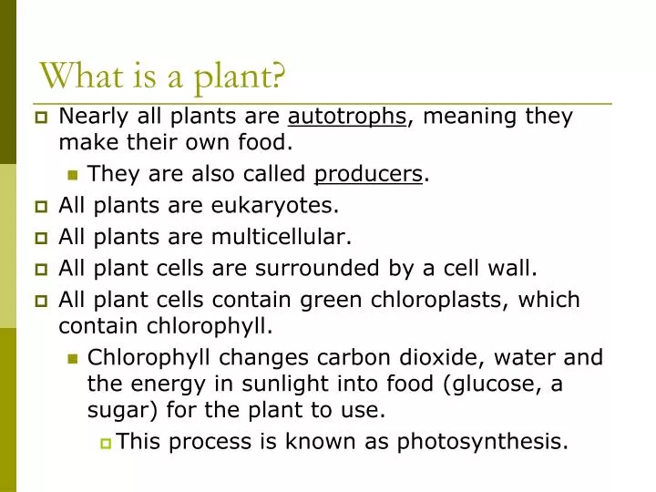 what is a plant