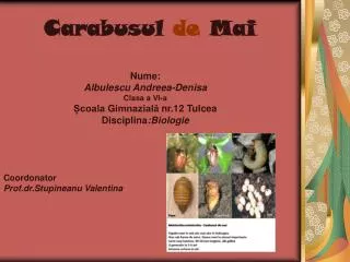 carabusul de mai