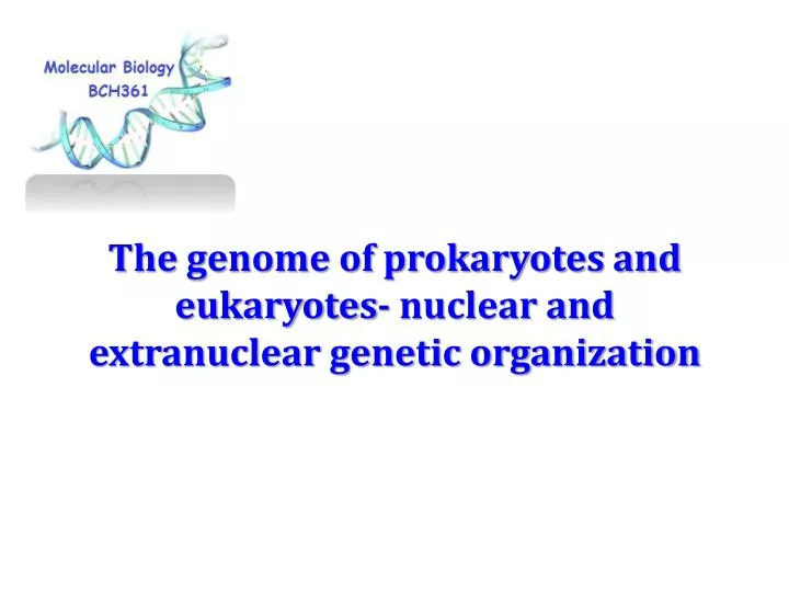 the genome of prokaryotes and eukaryotes nuclear and extranuclear genetic organization