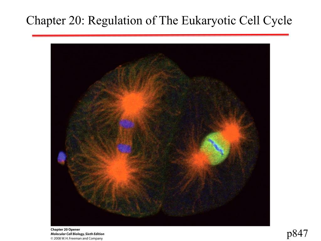 PPT - Chapter 20: Regulation of The Eukaryotic Cell Cycle PowerPoint ...
