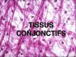 TISSUS CONJONCTIFS - slide 1