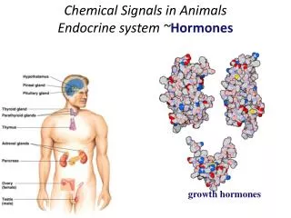 Chemical Signals in Animals Endocrine system ~ Hormones