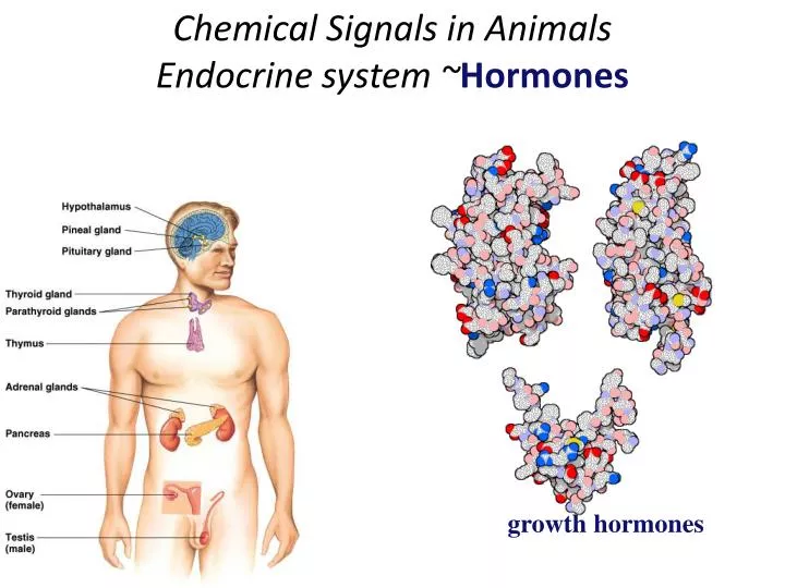 chemical signals in animals endocrine system hormones