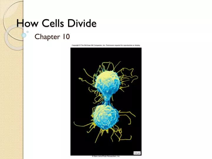 how cells divide