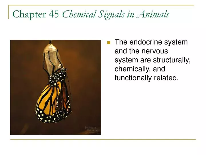 chapter 45 chemical signals in animals