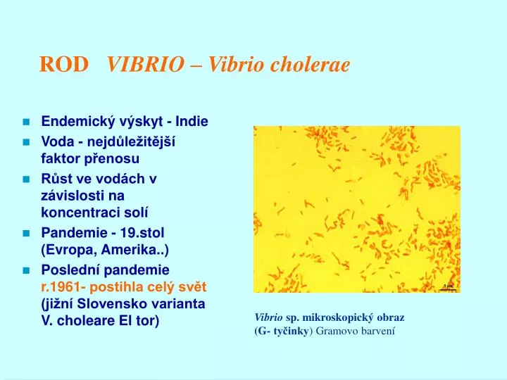 rod vibrio vibrio cholerae