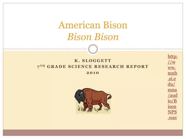 american bison bison bison