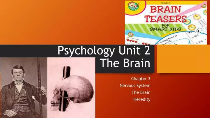 psychology unit 2 the brain