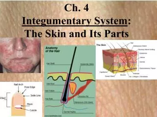 Ch. 4 Integumentary System : The Skin and Its Parts